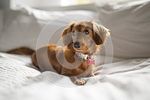 A cute teckel dog at home on bed