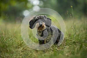 Cute teckel dog standing in a meadow