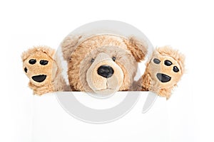 Cute teddy bear holding blank board