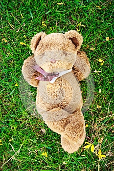 A cute teddy bear lying on grass and notebook to fill.