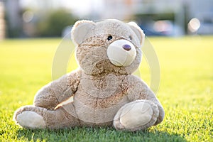 Cute teddy bear toy sitting on green grass in summer