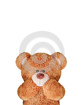 Cute teddy Cute teddy bear isolated