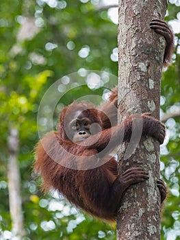 Cute teen orangutan grabbed the tree and looks away (Kumai, Indonesia)