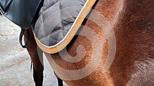 Cute teenage girl  is harness stallion. Girl cleaning and taking  care of horse 