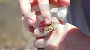 Cute teenage girl holding a little frog in her hands. without face