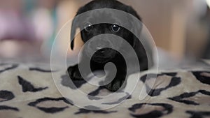 Cute tender black puppy lies on mat. Puppy looks