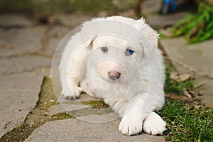 Cute and tender puppy dog portrait laying in the backyard