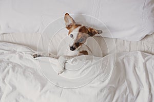 Cute tender white and brown jack russell sleeping on a bed under a white cover. Winter and relax concept