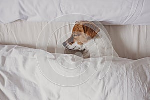 Cute tender white and brown jack russell sleeping on a bed under a white cover. Winter and relax concept