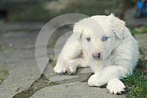 Cute and tender white fur puppy dog portrait maltese breed lool-like