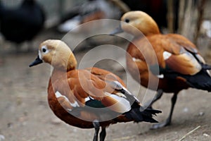 Lindo terracota dos patos 