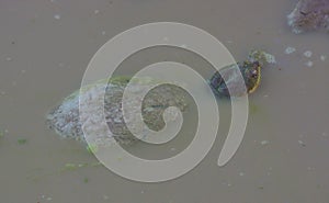 cute terrapin peeking from puddle in the wild buffalo springs national park, kenya