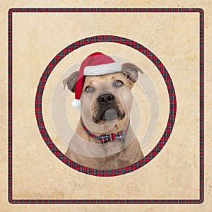 Cute terrier dog in circle with red plaid pattern, on old vintage paper background,