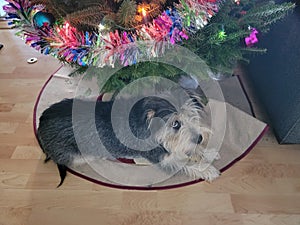 cute terrier puppy at base of decorated Christmas tree