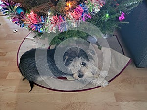 cute terrier puppy at base of decorated Christmas tree