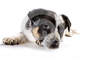 Cute Texas Heeler Puppy