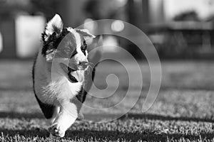 Cute Texas Heeler Puppy Running in the Park in black and white