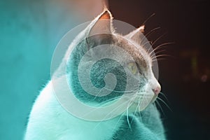Cute thai cat animal background filter efect photo