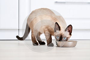 Cute Thai cat eating food from bowl at home