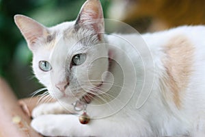 A cute Thai cat focusing on the cat`s eyes.