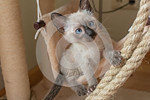 Cute Thai kitten plays hunts on beige soft kitty hammock background. 6 weeks old Siamese cat with blue almond-shaped eyes