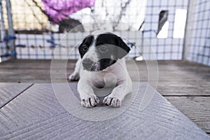 Cute  thai puppy lying and playing on the ground
