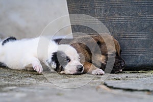 Cute  thai puppy lying and playing on the ground