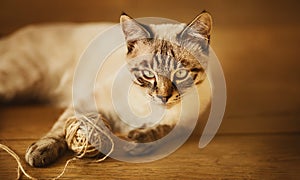 A cute Thai tabby kitten is lying on the wooden floor and playing with a ball of wool thread. Pets and household items