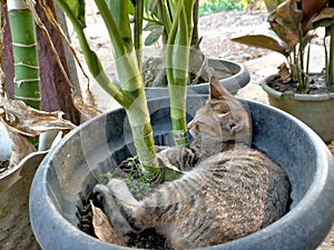 the cute thing is that the kitten is sleeping in the green plant pot