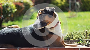 Cute thinking dog lying on the lawn