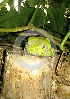 Cute and thoughtful looking green frog, sits on a tree stump in the garden. Wagaman, Darwin, NT Australia.