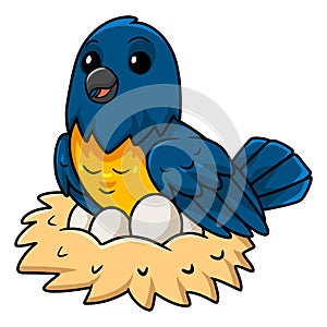 Cute thraupidae black and gold tanager bird cartoon with eggs in the nest