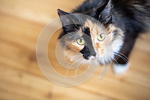 Cute three-color orange-black-and-white young cat standing on wooden floor and looking at camera.