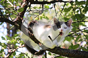 Cute three colored kitten gnawing on tree branch