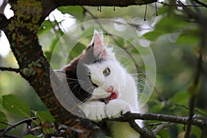 Cute three colored kitten gnawing on tree branch