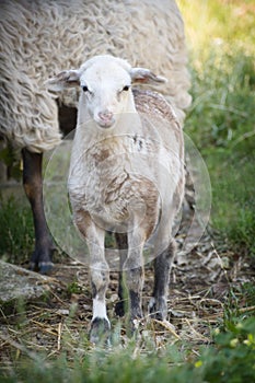 A cute three-colored lamb beside its mother