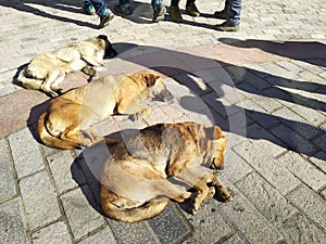 So cute the three dogs freely sleeping on road of manali market