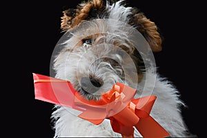 Three and a half month old fox terrier with gift in his snout photo