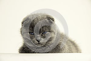 Cute three month old British Shorthair kitten with blue eyescat eyes on a white background