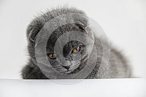 Cute three month old British Shorthair kitten with blue-orange eyescat eyes on a white background