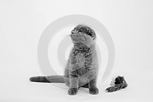 Cute three month old British Shorthair kitten with orange eyes and a toy mouse