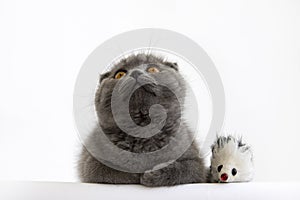 Cute three month old British Shorthair kitten with orange eyes and a toy mouse