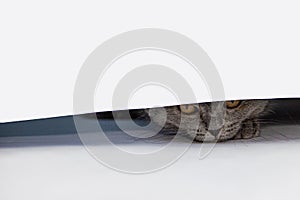 Cute three month old British Shorthair kitten with orange eyes and a toy mouse