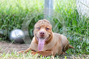 Cute three-month-old pitbull puppy. A young pitbull, a large, completely brown color. Lay in a large cage with a wide lawn. in a