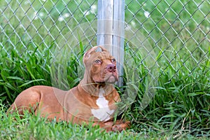 Cute three-month-old pitbull puppy. A young pitbull, a large, completely brown color. Lay in a large cage with a wide lawn. in a