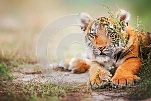 Cute tiger baby portrait outdoor on straw