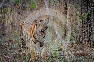 Cute Tiger cub in jungle