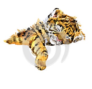 Cute tiger cub watercolor illustration. wild baby animals series