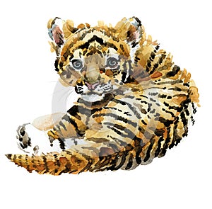 Cute tiger cub watercolor illustration. wild baby animals series