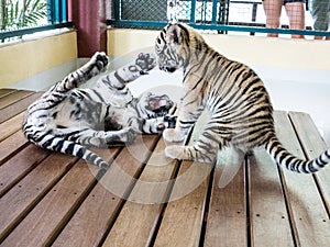 Cute Tiger cubs playing